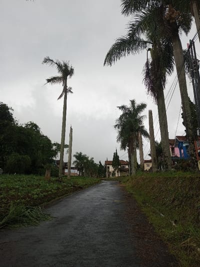 A narrow, damp asphalt road, possibly after a recent rain, stretches uphill and curves gently out of view under a uniformly overcast sky. Lush green vegetation flanks both sides of the road, creating a verdant corridor.
On the left, the immediate foreground features cut grass and a field of low-growing green crops, possibly onions or similar produce, extending alongside the road. Behind this cultivation, dense green foliage and several palm trees rise. A particularly tall palm tree with somewhat sparse fronds stands prominently towards the left-center, next to a shorter, broken tree trunk. Further along the road on this side, more palm trees and other green growth obscure parts of the distant background, where glimpses of buildings and a white banner are visible.
The right side of the road is bordered by a grassy bank leading up to a line of mature palm trees. These trees are generally taller and fuller than those on the left, with dense fronds, though some also show signs of pruning or damage. Utility poles carrying multiple dark wires run parallel to the road on this side, indicating infrastructure. Beyond the trees and poles, several houses with varied architectural styles and colorful exteriors are visible; one on the far right features distinct pink and blue sections, while another further back has a beige facade and a reddish-brown roof.
The sky is a soft, diffused light grey, suggesting either a heavily cloudy day or twilight hours. No human activity is visible, contributing to a serene and quiet atmosphere. The scene depicts a semi-rural or suburban setting, common in regions like Amaldiha, India, characterized by a mix of residential structures, cultivation, and abundant natural growth. No legible text is visible within the image.