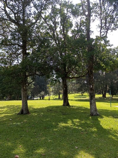 A serene park scene unfolds with a verdant expanse of grass bathed in sunlight. Three mature trees stand prominently, their leafy canopies casting intricate shadows on the lawn. The trunks, textured with bark, add depth to the foreground. In the distance, a blurred backdrop of trees and foliage suggests a tranquil, wooded area. The overall composition evokes a sense of peace and natural beauty.