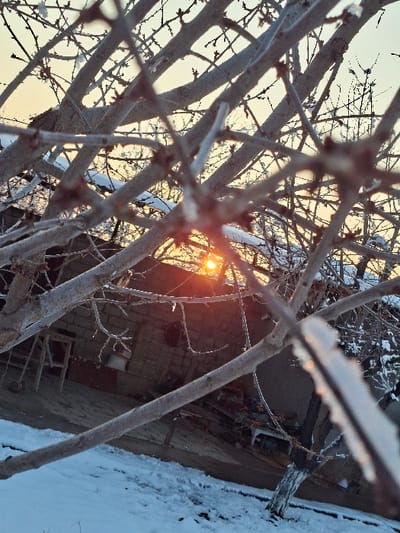 The image depicts an outdoor winter scene in Beshtam, Uzbekistan, at either sunrise or sunset. The foreground features a dense network of bare tree branches, some lightly coated with snow and ice; a distinct icicle is visible on a branch in the lower right. The ground is covered with a layer of snow. In the midground, a structure with brick or adobe-style masonry walls is present. A wooden, ladder-like frame leans against the building on the left. Scattered near the building are various indeterminate objects, and a small tree trunk, painted white at its base, stands further right. The sun, low on the horizon, emits an orange glow through the branches in the upper right background, contrasting with the pale sky. No people, actions, or interactions are visible.