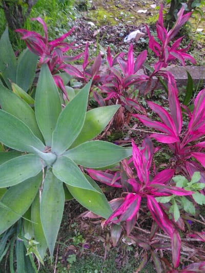 The image displays a close-up, ground-level view of vegetation located in Kamnik, Slovenia. In the left foreground, a prominent rosette succulent plant, characterized by broad, smooth, light green leaves, occupies a significant portion of the frame. To its right and extending into the mid-ground, multiple plants with striking variegated foliage, exhibiting patterns of vibrant pink/magenta and dark green, are present. The ground consists of dark soil, interspersed with sparse green grass and scattered dry, brown leaves. A small piece of white, crumpled debris is visible on the ground in the upper right section. A narrow, grey concrete edge is partially visible horizontally behind some of the pink-leafed plants. No individuals, overt actions, or interactions are depicted in the scene.