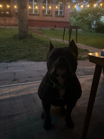 An American Bully dog sits on a wooden deck outdoors in front of a brick house at dusk. The dog is dark in color with some white markings on its chest and face, wearing a bright green collar. String lights are visible above the house, illuminating the scene with a warm glow. In the background, a tree stands near the house, and a lawn with some paving stones can be seen. A small table is also visible to the right of the dog. The overall atmosphere suggests a relaxed evening in a suburban or rural setting, potentially in Zelenogradskiy, Russia, given the architectural style and surrounding greenery.