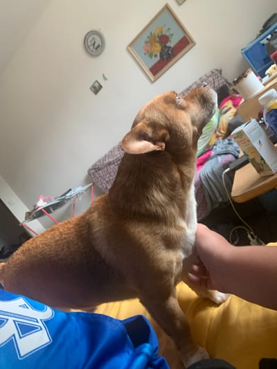 The image shows a medium shot, angled from a low perspective, of a tan and white dog standing on what appears to be a bed. The dog is facing away from the camera, with its head turned to its left. A person's hand is visible resting on the dog's neck and shoulder, suggesting interaction or affection. The dog is an active subject in the foreground.
The setting appears to be an indoor space, possibly a bedroom, with a pale wall and a wooden floor visible. In the background, various objects are scattered on a surface that could be a desk or shelf. These include what looks like boxes, a lamp, and some fabric. A framed picture of flowers hangs on the wall to the left of the dog. There is also a circular object with a "No" symbol on it and a small framed picture on the wall above the dog. A blue fabric item with white lettering, possibly clothing, is in the lower right corner of the frame.
The lighting suggests it could be daytime, with soft, indirect light. No specific time of day or weather conditions are evident. The overall mood seems casual and domestic, with the focus on the interaction between the person and the dog. There is no visible text that can be clearly deciphered.