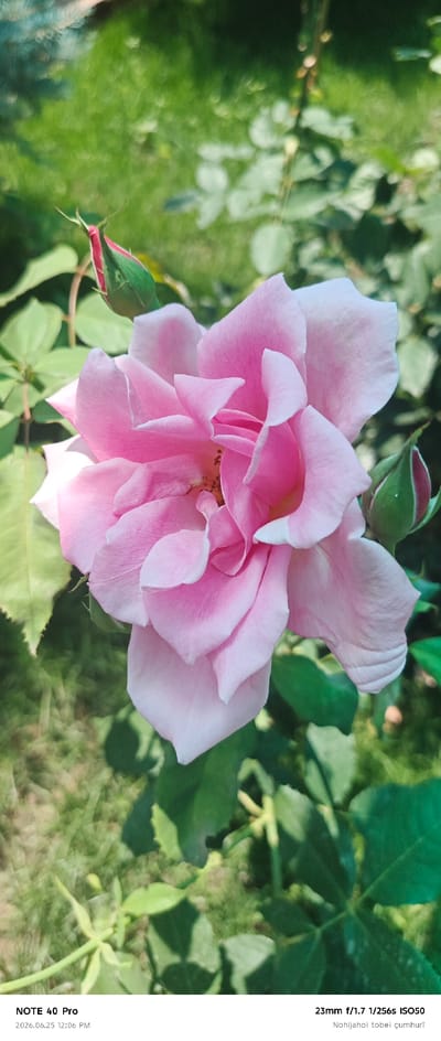 A close-up, portrait orientation photograph captures a light pink rose in full bloom, with several unopened rosebuds and green foliage in the background. The rose's petals are layered and delicate, with some appearing to curl outwards. The background is a soft blur of green, suggesting a garden setting. The bottom of the image displays text identifying the device as "NOTE 40 Pro" and providing a date and time stamp: "2026.06.25 12:06 PM". Further text provides camera settings: "23mm f/1.7 1/256s ISO50" and "Nohijahoi tobei çumhuri". There are no people or animals visible in the image. The scene is devoid of any discernible urban elements and therefore cannot be located in the city of Roghun, Tajikistan.