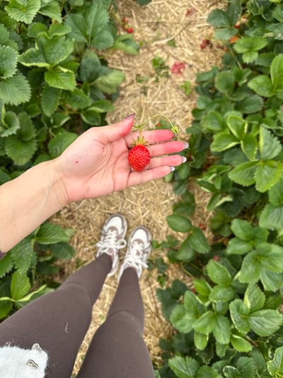 The scene depicts a direct overhead view of an individual's lower torso and right arm in a strawberry field in Bruchköbel, Germany. The subject is wearing dark brown or greyish-brown leggings and white and light brown athletic shoes with white laces. A silver-toned ring is partially visible on a white, textured garment at the lower left. The subject's right hand holds a single, ripe red strawberry by its green stem. Reddish residue is present on the fingertips of the right hand, and a small, distinct red mark is visible on the inner wrist. The ground features a path covered with dry, light brown straw mulch, flanked on both sides by rows of green strawberry plants. Scattered small red fruit or stains are visible on the mulch and amongst the foliage.