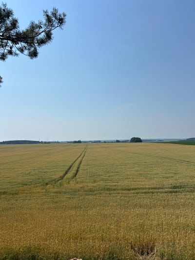 The image shows a vast, golden wheat field under a clear blue sky. In the foreground, a pine branch with cones extends from the top left corner. The field is marked with tire tracks, indicating recent agricultural activity. In the distance, a tree line borders the field, with a small cluster of buildings and industrial structures visible on the horizon. The overall impression is of a rural, agrarian landscape in Belarus, likely in the Gudzevichi village council area. There are no people or animals visible in the image.