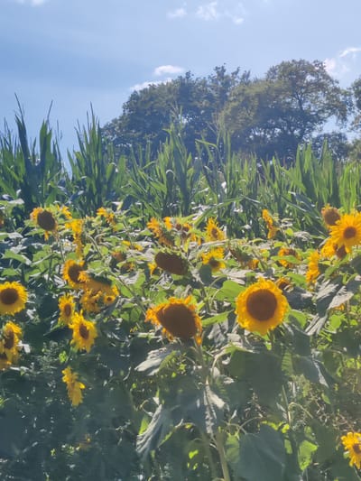 This image depicts a sun-drenched outdoor scene featuring a field of sunflowers with a backdrop of tall corn stalks. The sunflowers are in various stages of bloom, with bright yellow petals and dark centers, and they dominate the foreground and mid-ground. Behind the sunflowers, a dense wall of green corn stalks rises, their long leaves reaching towards the sky. In the upper portion of the image, the bright blue sky is visible, punctuated by a few scattered white clouds. The scene appears to be in a rural area, possibly on a farm. Based on the provided metadata, the location is specified as Winterswijk Huppel, Netherlands. There are no people or animals visible in the image, and the focus is solely on the agricultural landscape. The lighting suggests it is a sunny day, likely late morning or early afternoon, with the sun casting strong shadows and highlighting the vibrant colors of the sunflowers and corn.