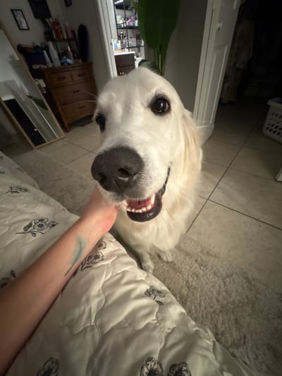 A white golden retriever dog is looking into the camera with its mouth slightly open and teeth showing. The dog is positioned in the center of the frame, with its head and upper body visible. A human hand is reaching into the frame from the left side, touching the dog's muzzle. The scene appears to be indoors, possibly a bedroom, with a white quilted blanket covering a surface in the foreground. In the background, there is a wooden dresser, a mirror, and shelves with various items. The floor is tiled, and a rug is visible. The image was taken in Tampa, United States of America.
