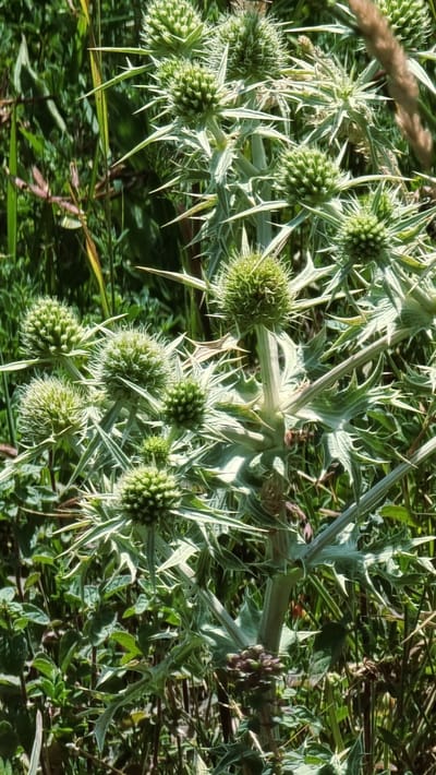 The image displays a close-up view of a thorny plant with numerous spiky green flower heads. The plant is situated outdoors, amidst a dense background of green foliage, likely grass and other vegetation, suggesting a natural or semi-natural environment. The lighting indicates it is daytime, with sunlight illuminating the plant and creating highlights on its sharp spines. The scene appears to be in a natural setting in the city of Molló, Spain, likely a rural area or a park, given the abundance of greenery. No people or animals are visible in the image.
