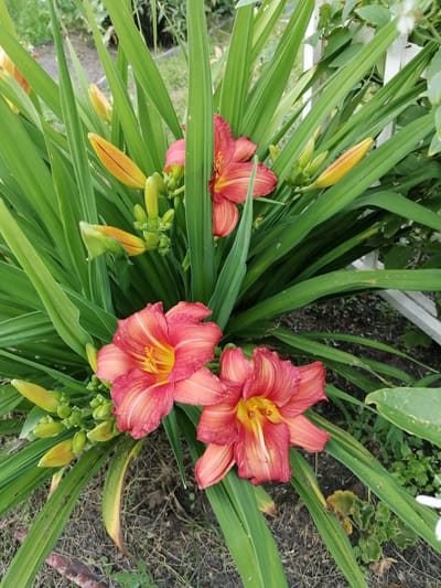 This is a close-up, eye-level photograph of several blooming daylilies and their buds in a garden setting. The flowers are a vibrant coral pink with yellow centers, and their petals are slightly ruffled. There are at least three fully opened flowers visible, along with numerous buds in various stages of development, some elongated and pointed, others more rounded. The plants are lush, with long, strap-like green leaves surrounding the blooms.
The background is softly blurred, showing dark soil, dry grass, and some green foliage, suggesting a natural, possibly overgrown garden. A white picket fence can be seen in the upper right corner, hinting at a residential yard. The lighting suggests it is daytime, likely with bright sunlight casting some shadows, contributing to the rich color saturation of the flowers. There are no people or animals visible, and the overall mood is one of natural beauty and blooming life. No text is present in the image. The location context provided is Мыльниково, Russia.