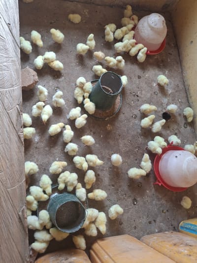 The image shows a group of young chicks in a pen, likely on a farm in Kundulun, Nigeria. The chicks are yellow and fluffy, and they are scattered across a concrete floor. There are two water feeders and one food feeder in the pen. The pen appears to be constructed from wood and concrete. Some of the chicks are gathered around the feeders, while others are wandering around the pen. The overall scene suggests a typical chick rearing environment.