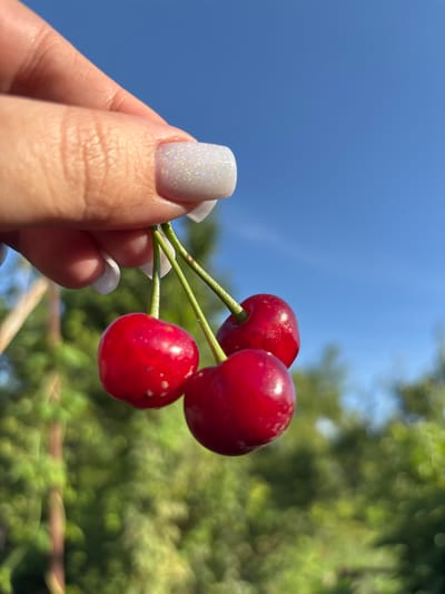 In this media file, a person's hand, adorned with a white, glittery nail polish, holds a small cluster of three ripe, red cherries against a backdrop of a clear blue sky and blurred green foliage. The cherries are the central focus, their smooth, round surfaces catching the sunlight, and some exhibiting tiny, light-colored spots. The hand is positioned on the left side of the frame, with the thumb and index finger gently grasping the stems of the cherries. The bright, sunny sky suggests it is daytime, likely a clear and warm day, possibly during the summer months when cherries are in season. The presence of green leaves indicates an outdoor setting, perhaps a garden or orchard, consistent with the location context of Zubov, Russia, known for its agricultural areas. The overall impression is one of a simple, natural moment, capturing the freshness and vibrancy of fresh fruit on a pleasant day. No text is visible in the media file.