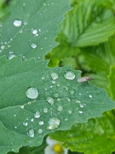 A close-up, macro photograph captures a green leaf adorned with numerous water droplets. A small, light-brown insect, possibly a fly, rests on the leaf's surface near the center right. The leaf exhibits a serrated edge on its left side, and the background is a soft blur of more green foliage. The image appears to be taken outdoors, with the lighting suggesting natural daylight. No discernible connection to the city of Kurovo, Russia, can be made from the visual information provided.