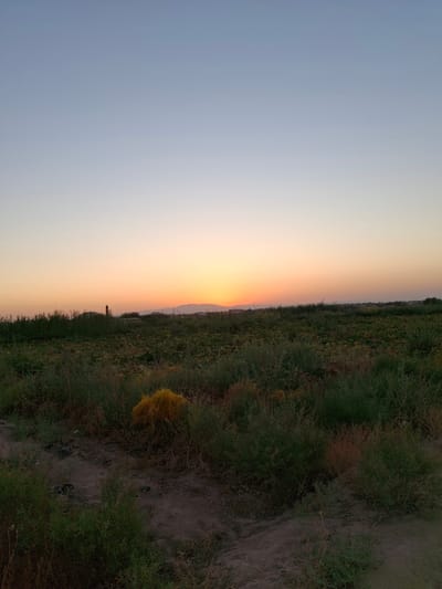 This is a wide-angle, eye-level, outdoor, daytime photograph taken in Ko`kdala, Uzbekistan. The image depicts a rural landscape at dusk. The sky is a gradient of pale blue to soft orange, indicating the sun is near the horizon. In the mid-ground, a field of green crops, possibly melons or gourds, stretches across the frame. The foreground is dominated by dry, brushy vegetation and dark soil. In the far distance, a line of low, hazy mountains is visible. The overall impression is one of quiet solitude in a agricultural setting.