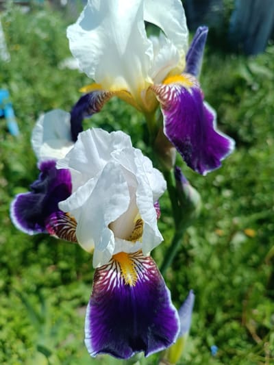 The image shows two iris flowers with white petals and purple falls. One flower is in full bloom, while the other is partially open. The flowers are set against a blurred green background of foliage, suggesting an outdoor setting. The lighting indicates it is daytime, likely in a garden or park. There are no people or animals visible in the image. The location is not identifiable from the image itself.