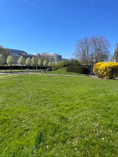 The scene depicts an outdoor urban landscape in Montigny-le-Bretonneux, France, under a clear blue sky on a sunny day. The foreground is dominated by a large expanse of vibrant green grass, sparsely interspersed with small white daisy-like flowers and occasional yellow dandelions.
In the midground, a paved pedestrian path or service road curves from the left towards the right, separating the foreground lawn from further landscaping elements. Two white, spherical ground lights on short posts are positioned along the edge of this path, one on the left and one centrally. To the right of the path, a dense, bright yellow flowering shrub, consistent with a Forsythia bush, is prominent. Adjacent to it on the left is a neatly trimmed dark green hedge. A dark-colored sedan is partially visible, parked on the paved surface to the left of the central ground light. To the left of the path, a row of trees with white blossoms stands behind a lower dark hedge.
The background features several multi-story modern buildings with light-colored facades, indicative of office or institutional structures. One building on the right exhibits a partial blue logo, possibly "ING". Tall streetlights with single luminaires are visible throughout the background. A large deciduous tree with bare branches stands to the right, behind the yellow bush. In the upper right quadrant of the sky, a faint white contrail from an aircraft is visible. No people are present in the image.