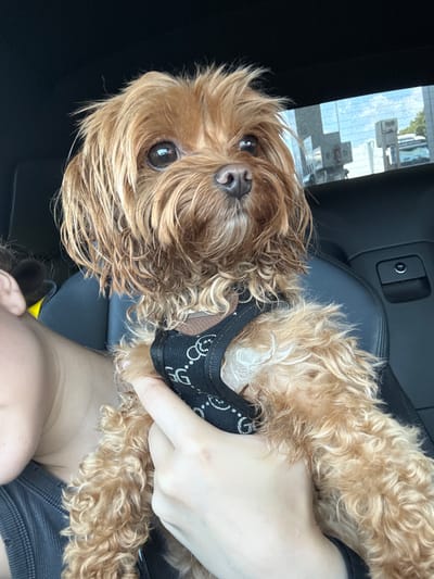 A small, light brown dog with curly fur and a black harness is being held by a person in the passenger seat of a car. The dog's fur appears slightly wet and tousled. The person's shoulder and arm are visible, with their hand supporting the dog. The interior of the car is dark leather. In the background, seen through the rear window, is a view of what appears to be a service area with signs, gas pumps, and other vehicles. The sky is visible and appears partly cloudy. The image is taken from a close-up perspective, focusing on the dog and the person holding it.