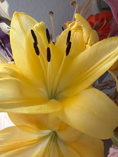 This media file shows a close-up, angled view of a yellow lily flower. The focus is on the petals and the stamen, which are dark brown. The background is a blurred mix of other flowers in shades of red, purple, and pink, as well as a gray surface. The lighting appears to be natural, suggesting it might be daytime. There is no text visible in the image. The overall impression is a vibrant and detailed capture of a floral subject.