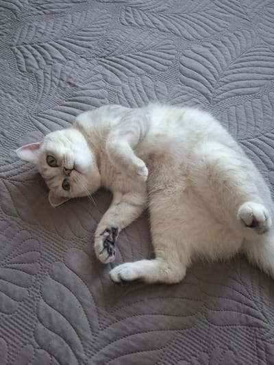 A light-colored cat with green eyes lies on its back on a grey quilted bedspread. The cat's front paws are curled towards its chest, and its back legs are extended. The bedspread has a pattern of large, stylized leaves. The lighting suggests an indoor environment. The image does not contain any elements that would allow for the determination of its location in Svobodny, Russia.