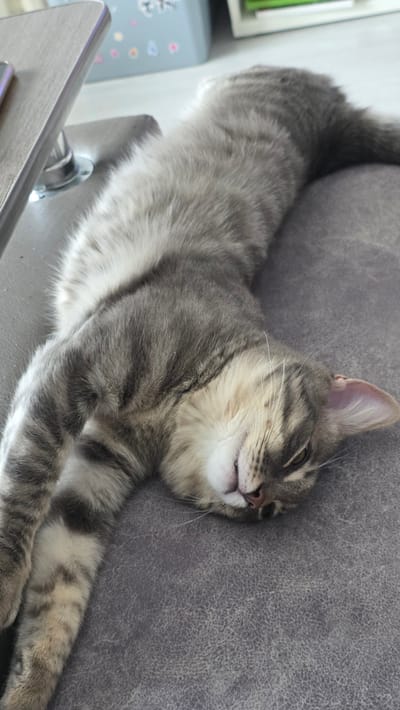 A gray tabby cat is lying on a gray upholstered surface, possibly a couch. The cat is stretched out with its head resting against the upholstery, its eyes closed, and its mouth slightly open in a relaxed expression. Its paws are extended forward. The tail is curled upward. A cabinet or drawer with a silver handle is visible to the left of the cat. This image was likely taken indoors. There is no definitive evidence to place this scene in Lensk, Russia.