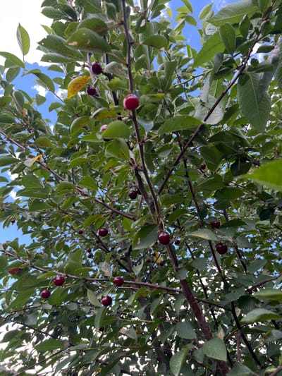 The image shows a close-up view of a cherry tree against a blue sky with scattered clouds. The tree is laden with ripe, dark red cherries and is covered in green leaves, some of which show yellowing. The branches are dark brown and have a rough texture. The scene is set in the city of Shchepkin, Russia, likely in an outdoor setting such as a garden or orchard, given the presence of fruit-bearing trees. No people are visible in the image. The focus is on the natural elements of the tree and its fruit.