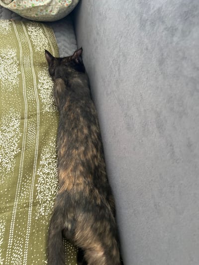 A tortoiseshell cat is lying on a green fabric with a white floral pattern, nestled between two gray surfaces. The cat is oriented head down, with its body elongated along the fabric. The environment appears to be indoors, possibly a couch or bed, given the presence of soft furnishings. The lighting suggests natural light filtering into a room. There is no discernible context for the location within Sibay, Russia.