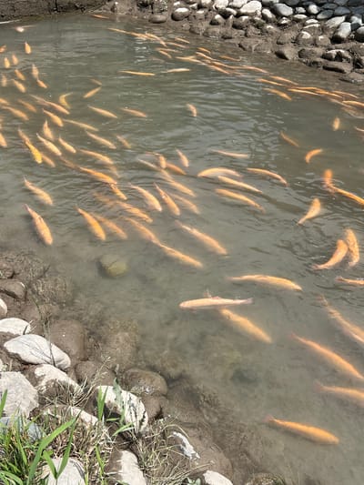 In Yuryevka, Kyrgyzstan, a school of golden trout swims in a murky, shallow body of water. The fish, varying in size, are predominantly an orangey-yellow hue and appear to be densely packed, suggesting a farm or protected environment. The water's edge is lined with a mixture of mud, grey rocks, and some green vegetation. Sunlight casts dappled reflections on the water's surface, partially obscuring the fish below. The background is out of focus, but appears to be a natural embankment of dirt and rocks. No humans are visible in the frame.