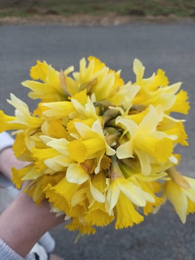 A close-up photograph taken in Étalle, Belgium, depicts a bouquet of freshly gathered yellow daffodils held by an individual. The bouquet, comprising numerous flowers, features bright yellow trumpet-shaped coronas and lighter yellow to cream-colored petals. A portion of a light-skinned forearm and hand, partially obscured by a light-colored sleeve, is visible at the lower-left, supporting the flowers. The background is out of focus, showing a dark grey, granular surface, likely asphalt or concrete, in the mid-ground, with a blurred strip of muted green and brown vegetation in the far distance.