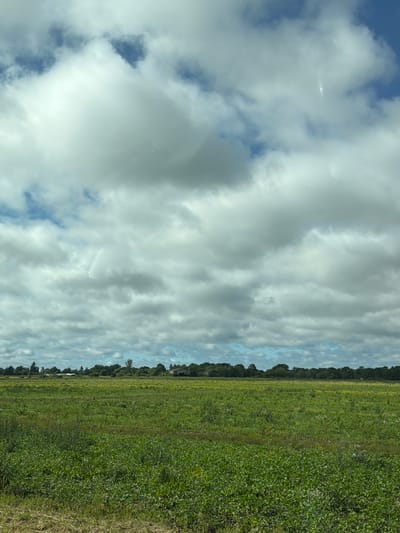 The image depicts a wide, green field under a cloudy sky. The field, likely agricultural, stretches horizontally across the frame, with lush green vegetation covering the majority of its surface. A darker line of trees forms a border in the distance, with a few structures, possibly buildings, partially visible among them. The sky is filled with a mix of light and dark clouds, suggesting overcast or partly cloudy weather. A thin strip of lighter-colored grass or dirt runs along the right edge of the frame, bordering the field. The scene appears to be rural, possibly in Estonia, given the location context. No people or specific activities are evident. The overall impression is one of a natural, open landscape.