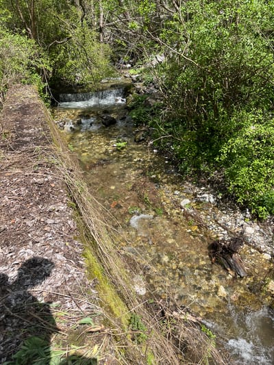 The image depicts a small stream or creek in Drianovo, Bulgaria. The water is clear and flows over rocks and stones in the streambed. There is a small waterfall in the distance. The banks of the stream are vegetated with greenery and dead leaves, and dry twigs. There are tree branches above. The image appears to be taken from an elevated position looking down.