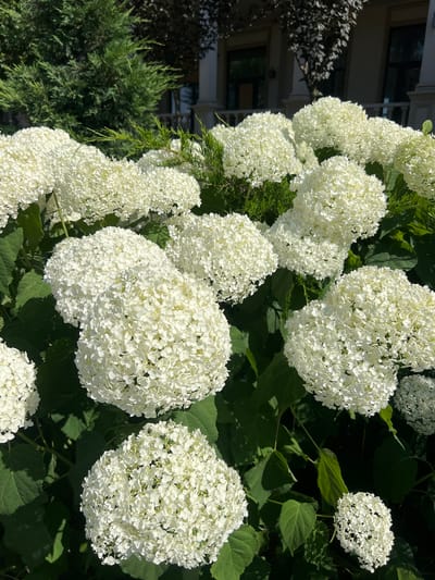 The image shows a close-up of several large, white hydrangea blossoms against a backdrop of dark green leaves and foliage. The hydrangeas are spherical and densely packed with small, delicate florets, creating a fluffy, cloud-like appearance. Some of the blossoms are in full bloom, while others appear to be slightly younger, with a more compact shape. The lighting suggests it is daytime, with sunlight casting shadows on the leaves, indicating a sunny or partly cloudy day.
In the background, partially visible, is a building with multiple floors and windows, suggesting an urban or suburban setting. To the left of the hydrangeas, there are branches of a dark-leaved shrub or tree, and further back, the feathery green foliage of a conifer or juniper. The overall scene is one of abundant natural beauty, with the bright white flowers contrasting with the deep greens and the muted tones of the building. There is no visible text in the image. The location context provided is Fontanka, Ukraine. The activity or event taking place is simply the blooming of hydrangeas in a garden or outdoor space.