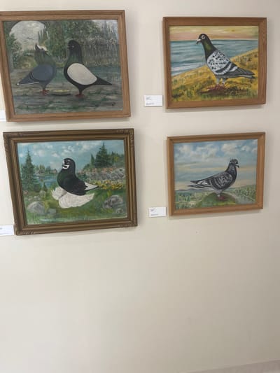 This image presents a static indoor scene within an art exhibition space, specifically located in Oklahoma City, United States; the exact address is unidentifiable from the visual data. Four framed paintings, each depicting one or more pigeons in a natural landscape, are mounted on a smooth, light cream-colored wall.

The paintings are arranged in a 2x2 grid pattern. The top-left, top-right, and bottom-right paintings are enclosed in simple light brown wooden frames. The bottom-left painting is enclosed in a more ornate, gold-toned frame.

Specific details of the depicted subjects in the paintings are as follows:
1.  **Top-Left Painting:** Features two pigeons, one primarily grey and one black with a prominent white breast, standing on a grey stone path near a small, light-colored dish. Lush green foliage and a stone archway form the background.
2.  **Top-Right Painting:** Depicts a single grey and white pigeon with a dark head, standing on a grassy, sandy bank overlooking a large body of blue water under a sky with orange and yellow hues.
3.  **Bottom-Left Painting:** Shows a single black pigeon with a distinct white breast and fluffy white tail feathers, resting on green grass among rocks and sparse yellow flowers. Pine trees and a distant body of water are visible under a blue sky.
4.  **Bottom-Right Painting:** Features a single grey and white pigeon standing on a verdant hill. A panoramic view of a valley with a winding river and scattered green trees extends into the background under a blue sky with white clouds.

Three small, white, rectangular information plaques with black text are affixed to the wall: one positioned horizontally between the top two paintings, one vertically below the top-right painting, and one vertically to the right of the bottom-left painting. No individuals or active interactions are visible within the frame. The environment is well-lit, consistent with an indoor gallery setting.