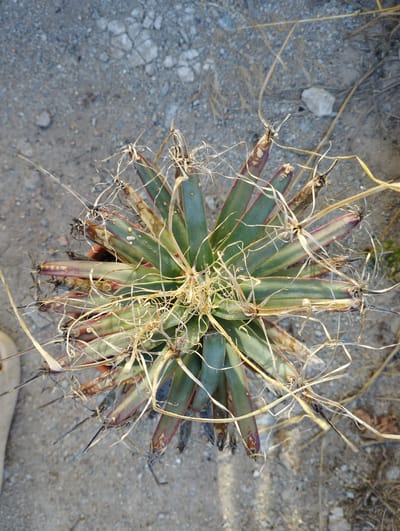 A top-down, eye-level shot captures a small, spiky agave plant potted in brown soil. The plant has long, slender, green leaves with reddish-purple edges, and appears to be in a dry environment, with dead grass stems scattered around it. The ground is covered in light gray gravel and some small white rocks. The scene is outdoors, with dappled light suggesting it is daytime. No people are visible in the frame. This plant is located in Hospozín, Czechia.