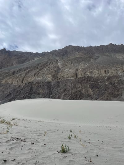 A wide, low-angle shot captures a desert landscape with a prominent sand dune in the foreground and a vast, rugged mountain range in the background. The sand dune, a pale off-white color, displays subtle rippled textures on its surface, indicating wind patterns. Scattered across the sandy ground in the foreground are a few sparse tufts of dry grass and small, dark debris, likely twigs and organic matter. The mountains, dominant in the upper half of the image, are a mix of earthy tones, ranging from light gray to dark brown, with visible rock formations and stratified layers. The sky above is overcast with clouds, casting a diffused light over the scene. The image appears to be taken in the Diskit region of India, a location known for its desert scenery and proximity to mountainous terrains.