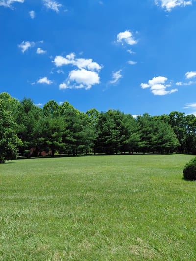 This is a wide-angle, eye-level, vertical shot of a large, manicured green lawn in a suburban or rural setting. The sky above is a vibrant blue with scattered, puffy white cumulus clouds. A dense line of mature, dark green evergreen trees forms a backdrop along the horizon, with some deciduous trees intermixed. A small, dark green manicured shrub is visible in the lower right corner of the frame. The lighting suggests a bright, sunny day. There are no people or animals in the frame. The scene depicts a peaceful, natural landscape, possibly a park or a large private yard. Based on the context provided by other images and a general knowledge of United States geography and typical suburban landscapes, this scene is consistent with many locations in and around Lexington, United States.