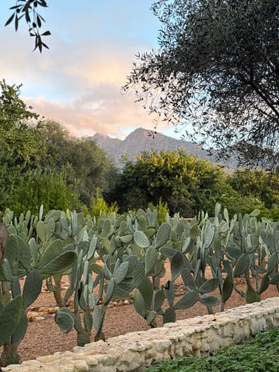 The image, appearing rotated 90 degrees clockwise, depicts a tranquil landscape in Drakenstein Nu, South Africa, blending natural beauty with cultivated elements. In the upper left, a large olive tree with dark, dense foliage and small fruits extends its branches, partially silhouetted against the sky. To the right, a prominent row of paddle-shaped cacti (likely Opuntia species) grows in front of a low, light-colored stone wall. The ground surrounding the cacti is covered with small gravel and pebbles, and beyond the wall, vibrant green ground cover is visible.

A lush expanse of green trees and shrubs fills the central mid-ground, providing a rich natural barrier. In the background, a majestic, rugged mountain range rises under a broad sky. The sky features soft, warm-toned clouds in shades of pink, orange, and light blue, strongly indicating either sunrise or sunset. The lighting is gentle and serene. There is no human activity or visible text in the scene.