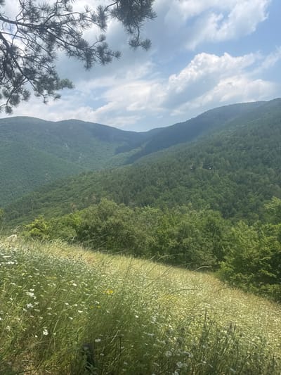 This media file captures a scenic view of a mountainous landscape under a cloudy sky. The scene is dominated by lush green trees covering the slopes of a large mountain that stretches diagonally across the frame. In the foreground, to the right, a field of wildflowers, primarily white daisies and some yellow ones, sways in the breeze, creating a vibrant contrast with the dense forest. A few dark, spindly pine branches are visible in the lower left corner, framing the view.
The time of day appears to be daytime, possibly late morning or early afternoon, given the brightness of the sky and the light on the vegetation. The weather is partly cloudy, with dramatic, white cumulus clouds filling a significant portion of the sky on the left side of the image. The clouds cast subtle shadows, adding depth to the scene.
The location appears to be a natural, undeveloped area, likely a mountainside or high meadow. The presence of wildflowers and dense forest suggests a rural or wilderness setting. There are no visible people or man-made objects, emphasizing the natural beauty of the environment. The overall mood is serene and picturesque, evoking a sense of peace and the grandeur of nature. No visible text is present in the image. The orientation of the image is rotated, with the sky and mountain appearing on the left and the wildflower field on the right.