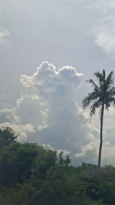 This is a vertically oriented, medium shot photograph taken outdoors in Keureuweungkrueng, Indonesia. The image is dominated by a large, dramatic cloud formation in the sky, appearing to be a cumulonimbus cloud due to its size and billowy texture. To the right of the large cloud, a tall, slender palm tree stands out against the sky, its fronds reaching upwards. The lower portion of the image shows a dense, green landscape, likely consisting of various trees and foliage, creating a lush foreground. The lighting suggests it is daytime, with the sky being bright and partly overcast. There are no people or animals visible in the frame.