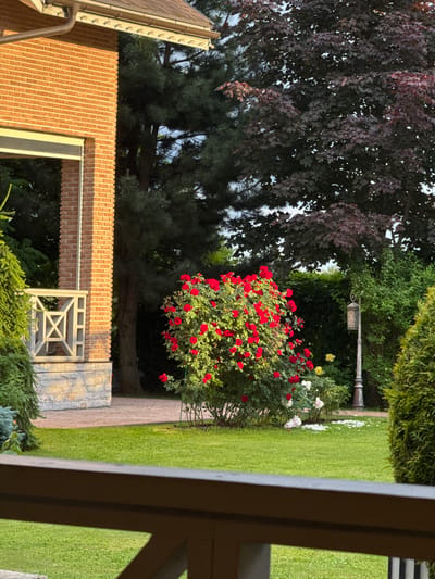 The image depicts a picturesque garden scene in Звенигорье Кп, Russia, bathed in the soft light of either early morning or late afternoon. The setting appears to be a private residence, with a brick house visible on the left, featuring light-colored trim and a section of stone wall. A path made of paving stones winds through the garden, leading towards a manicured lawn.
The garden itself is lush and vibrant, dominated by a large rose bush overflowing with bright red blossoms. Scattered amongst the red roses are white and yellow flowers, adding further color to the display. Tall evergreen trees and a tree with dark purple leaves provide a rich backdrop. A vintage-style lamppost stands amongst the foliage, adding a touch of rustic charm. The overall mood is serene and peaceful, suggesting a well-maintained and cherished outdoor space. There are no people visible in the image, and no text is present. The weather appears to be fair, with clear skies implied by the lighting.