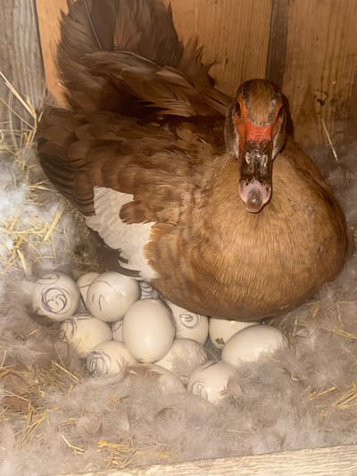 A brown duck is sitting on a nest of straw and feathers, incubating a clutch of eggs. The duck's head is turned towards the camera, and its beak is red and prominent. Some of the eggs have drawings on them. The nest is in a wooden structure, possibly a coop or barn, with a rustic wooden wall visible in the background. There is no indication of the location being in the city of Shcherbanka, Ukraine.