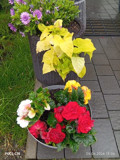 This media file captures an outdoor scene featuring two potted plant arrangements in Kiełczów, Poland. In the upper portion, a dark grey, woven-textured planter holds vibrant purple African daisies (Osteospermum) and a bright chartreuse-yellow leafy plant, likely a sweet potato vine. The purple flowers are in bloom, with several open blossoms and some buds visible, all adorned with small water droplets. The yellow leaves also bear water droplets, suggesting recent rain or watering.

Below this, a second, simpler metal or plastic pot showcases a variety of colorful Begonia flowers. These include bright red blooms predominantly on the right and center, and soft white and pale pink blooms on the left side of the arrangement. Their glossy green leaves are also wet with water droplets.

The plants are situated alongside a grey paved pathway or patio on the right, made of rectangular paving stones. To the left, a lush patch of green grass is visible, also appearing damp. Partially obscured behind the large woven planter on the paved area is a dark-colored, brush-like doormat or mat.

The time of day appears to be early afternoon, as indicated by the timestamp. The overall scene suggests a well-maintained garden or patio area. Visible text in the bottom left corner reads "POCO C75," indicating the device used for capture, and "05.06.2026 13:06" in the bottom right, providing the date and time.