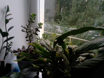 The image depicts a windowsill with several potted plants and a view of trees and a road through the window. On the windowsill, to the left, is a plant with long, dark green leaves, some of which appear dry and brown at the tips. To the right of this plant, and slightly behind it, is another plant with thicker, succulent-like leaves in a lighter green hue. In the foreground, a larger plant with segmented, flat green leaves, possibly a Christmas cactus, is prominent. This plant is in a grey pot, and a smaller, dark pot is visible to the far left, containing a dark, leaf-like object. Behind the plants, a window reveals a dense growth of green trees and foliage, with a hint of a road or path running through the middle ground. The overall lighting suggests it is either early morning or late evening, with diffused natural light. The scene is indoors, on a windowsill, with an outdoor environment visible through the glass. The image was taken in Reftinsky, Russia.