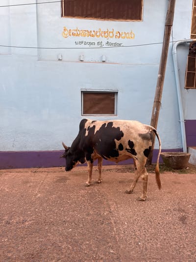 A black and white piebald Zebu cow stands facing left on a reddish-brown textured paved road. The cow has a prominent dorsal hump, short dark horns, and a dark head. Its tail hangs straight down.

The background consists of a light blue building with a distinct purple trim along its lower edge. Gold-colored Kannada script is inscribed on the building's wall, stating "ಶ್ರೀ ಮಹಾಬಲೇಶ್ವರ ನಿಲಯ" (Shri Mahabaleshwara Nilaya) above "ಬಸ್ ನಿಲ್ಲಾಣ ರಸ್ತೆ, ಗೋಕರ್ಣ" (Bus Nillana Raste, Gokarna), indicating the location as Bus Stand Road, Gokarna, India.

A rectangular window with a dark, opaque covering is centered on the wall. Above and to the right, a brown, window-like structure is partially visible. A tall, dark wooden utility pole is positioned vertically on the right side of the frame, with electrical wires extending horizontally across the blue wall. A grey, weathered, rounded concrete basin rests on the ground to the right, partially obscured by the cow's rear. No other individuals are present, and no active interactions are depicted in the scene. The area is illuminated by ambient daylight.