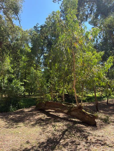 This media file depicts a natural outdoor scene with a focus on trees and foliage. The primary subjects are several trees, characterized by their green leaves and light-colored bark. One prominent object is a large, fallen tree trunk lying on the ground, appearing weathered and partially covered in moss. The setting is a wooded area, with the ground covered in a mixture of dry leaves, small green plants, and dirt, suggesting a forest floor. Sunlight filters through the canopy, casting dappled shadows on the ground, indicating it is daytime. The sky is visible in parts of the image, appearing clear and blue. The overall mood is serene and natural. There is no visible text in the image. The location context of Shekvetili, Georgia, suggests a temperate climate with lush vegetation.