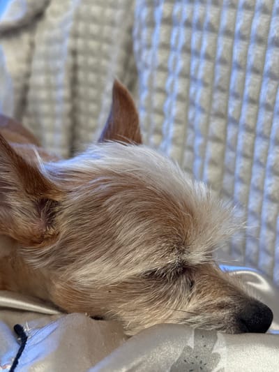The image shows a close-up, side profile of a small dog, possibly a terrier mix, sleeping on a textured, light-colored blanket. The dog has light brown and white fur. Its eyes are closed, and its nose is dark. The blanket appears to be made of a soft, possibly quilted material. There is a hint of shiny, possibly satin fabric in the foreground. The scene is likely indoors. There is no information in the image to suggest a specific location in Laikovo, Russia, or any city.