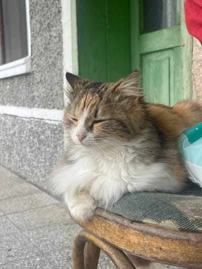 A calico-patterned cat with white, brown, and black fur is depicted resting with its eyes closed, situated on a green and beige patterned cushion atop a light brown wooden chair. The cat's front paws are positioned forward, and its body appears relaxed. To the immediate right and behind the cat, a light blue-green object is partially visible, alongside a segment of red fabric in the upper right corner of the frame. The background consists of a grey, textured building wall on the left, featuring a white-framed window. To the right, a weathered green wooden door or shutter is visible. The ground beneath the chair is composed of grey paving stones or tiles. The scene is located in the city of Blaskovo, Bulgaria.