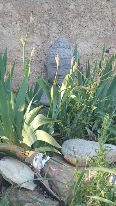 A stone Buddha head is placed in a garden. It is surrounded by large green plants and drying flower stalks. A small, painted ceramic teapot sits on rocks at the base of the plants, to the left of the Buddha head. A large gray rock sits to the right of the teapot. The background is a textured wall. The scene is located in Jérica, Spain.