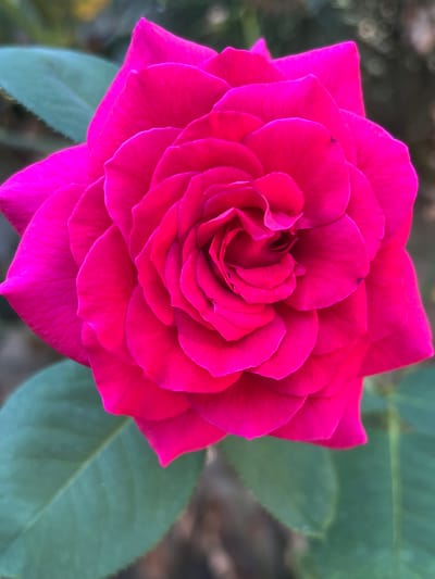 The image shows a close-up, top-down view of a vibrant fuchsia-colored rose. The rose is in full bloom, with its petals intricately layered in a spiral pattern from the center outwards. The petals are smooth and appear to be slightly velvety. The rose is set against a softly blurred background of green leaves and hints of brown earth or foliage. There is no indication of any specific location in the city of Fontanka, Ukraine, or any people or actions depicted in the scene.