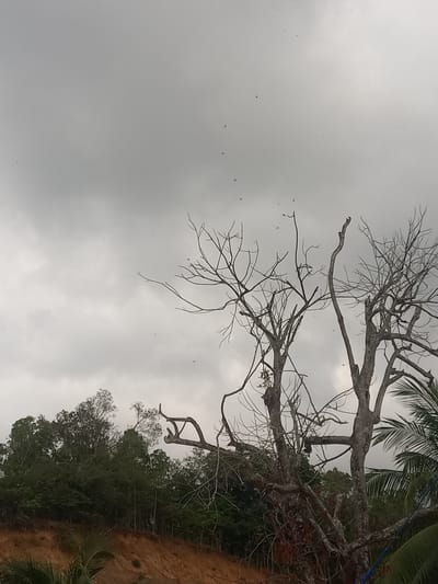 The image presents an outdoor scene dominated by an overcast sky and natural vegetation, likely in Puloblang, Indonesia. The sky, a uniform grey with soft clouds, occupies the majority of the upper and left areas of the frame. Numerous small, dark specks, resembling birds or insects, are scattered across the cloudy expanse, particularly prominent on the left side.

A large, leafless, dead tree is a central subject, its intricate network of dark, gnarled branches stretching from the upper right towards the center and lower left. Its stark, skeletal form creates a strong visual contrast against the muted sky. To the right and below this bare tree, a dense line of lush green foliage, indicative of a forest or thicket, extends across the lower portion of the image. The vibrant green fronds of a palm tree or similar tropical plant are visible in the upper right corner, contributing to the tropical setting.

Along the bottom right edge, a distinct reddish-brown bank of earth or soil is present, suggesting a natural embankment or riverbank. The diffused lighting, typical of an overcast day, casts no harsh shadows, making the precise time of day ambiguous, though it is clearly not direct midday sun. There are no people or explicit man-made objects, aside from a faint blue line near the top right, and no visible text in the image. The scene captures a moment of raw nature, highlighting both the vitality of green growth and the starkness of a dead tree under a cloudy sky.