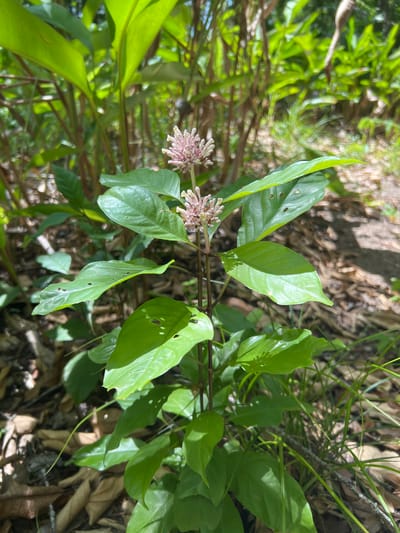 A close-up shot captures a slender plant with vibrant green leaves and two delicate pink flower clusters. The plant's stem is thin and dark, supporting the oval-shaped leaves that are speckled with small holes. The flower clusters, composed of numerous tiny blossoms, are a soft pink hue. The background is a blur of lush greenery and earthy tones, suggesting an outdoor environment. The lighting indicates it is daytime, with sunlight dappling through the leaves, creating a sense of depth and natural beauty. The image does not provide specific details about the location within Baan Nok Sai, Thailand.