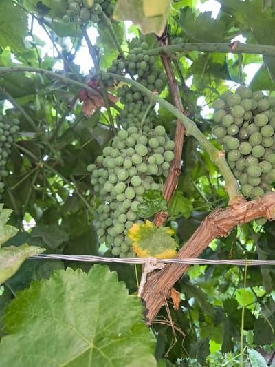 A close-up, eye-level shot captures a cluster of unripe green grapes hanging from a vine in Yangi Nishan, Uzbekistan. The grapes are plump and round, with a matte finish that suggests they are still developing. Water droplets glisten on their surfaces. The vine itself is thick and woody, with a rough, textured bark that shows signs of age. Several large, green grape leaves frame the scene, some with serrated edges and prominent veins. A thin, horizontal wire runs across the lower portion of the image, likely part of the vineyard's support structure. In the background, a blur of more green leaves and sunlight filtering through suggests a densely planted vineyard. The overall impression is one of natural growth and the early stages of fruit production in a rural or agricultural setting.